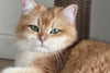 itsilanosh Altpins Profile Picture
