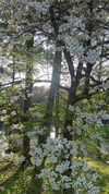 elizabethcampbelljones Altpins Profile Picture