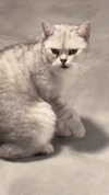 carmonoam Altpins Profile Picture