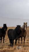 rouxroux.tv Altpins Profile Picture