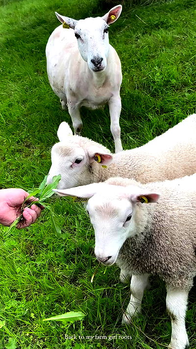 taylor.creeden taylor.creeden archive video