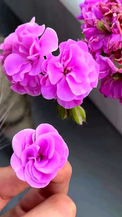 shunli__mei shunli__mei archive video