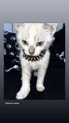 maycohen8 Altpins Profile Picture