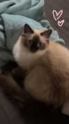 evasela__ Altpins Profile Picture