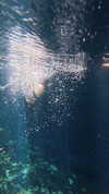 itsilanosh Altpins Profile Picture