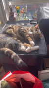 jahia_brown Altpins Profile Picture