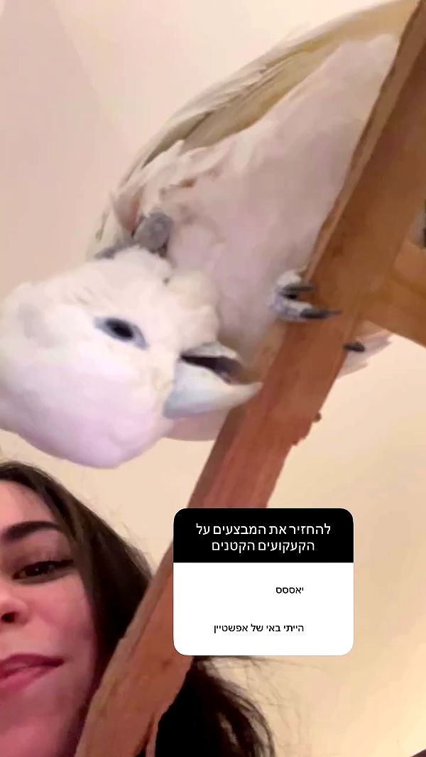 _wizardmidget_ archive video preview