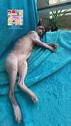 liiza_maarchuk Altpins Profile Picture