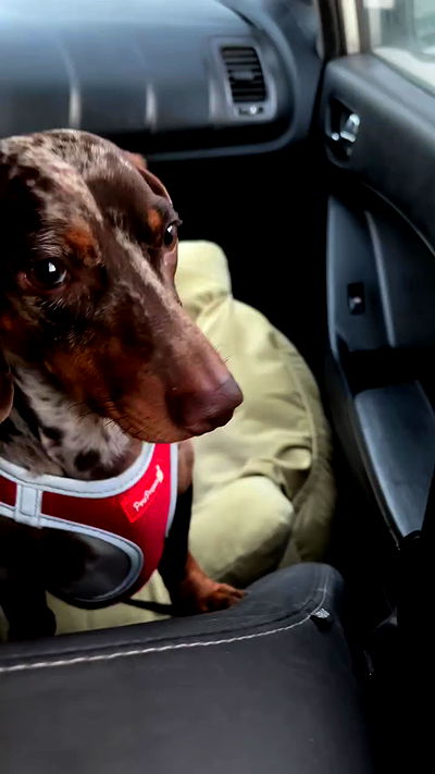 noa_zemlyanski noa_zemlyanski archive video