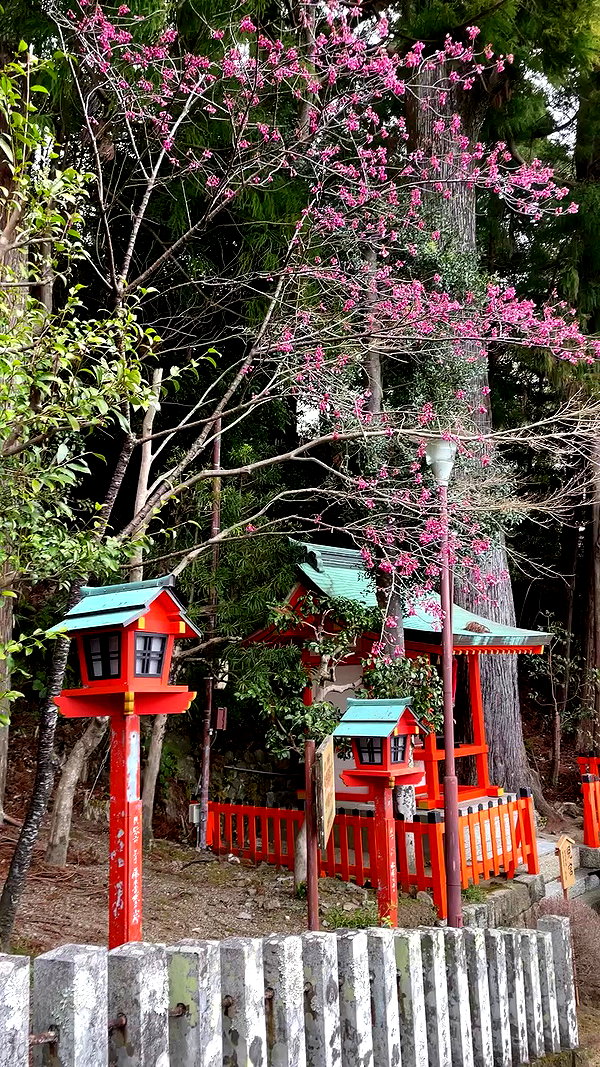 tamagotkri archive video preview