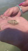 cristeldiiulio Altpins Profile Picture