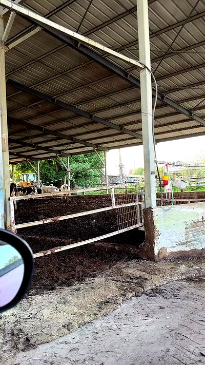 strawberryshanz strawberryshanz archive video