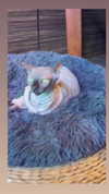 darkstar_mia Altpins Profile Picture