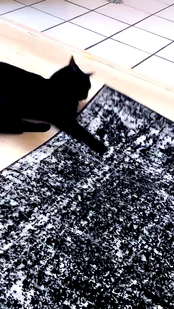 suikomuu archive video preview
