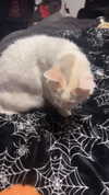 butter.on.a.poptart69 Altpins Profile Picture