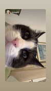 dante_yangpa Altpins Profile Picture