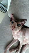 liiza_maarchuk Altpins Profile Picture