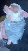 babynympho_archive Altpins Profile Picture