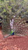 yrdndmty2tbh Altpins Profile Picture