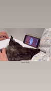 leni.bahr Altpins Profile Picture