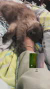 lissi77 Altpins Profile Picture