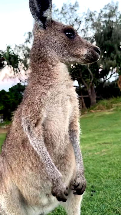 giangg._ giangg._ archive video