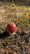 miikheeva_stasiiya Altpins Profile Picture