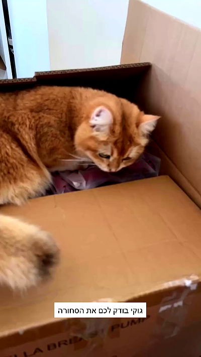 itsilanosh itsilanosh archive video