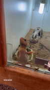 allissashin Altpins Profile Picture