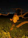 strawberryshanz Altpins Profile Picture