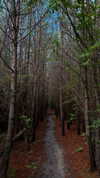 caandyfliip Altpins Profile Picture