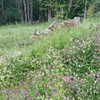 lollinski Altpins Profile Picture
