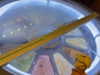 cialikechia Altpins Profile Picture