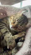 laurinchhhe Altpins Profile Picture