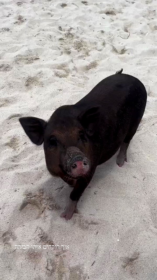 arielgino_ archive video preview