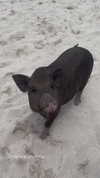 arielgino_ Altpins Profile Picture