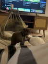 danielle.mercedie Altpins Profile Picture