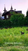 lotembar Altpins Profile Picture