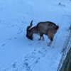 jahia_brown Altpins Profile Picture
