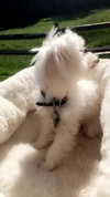 elizabethcampbelljones Altpins Profile Picture