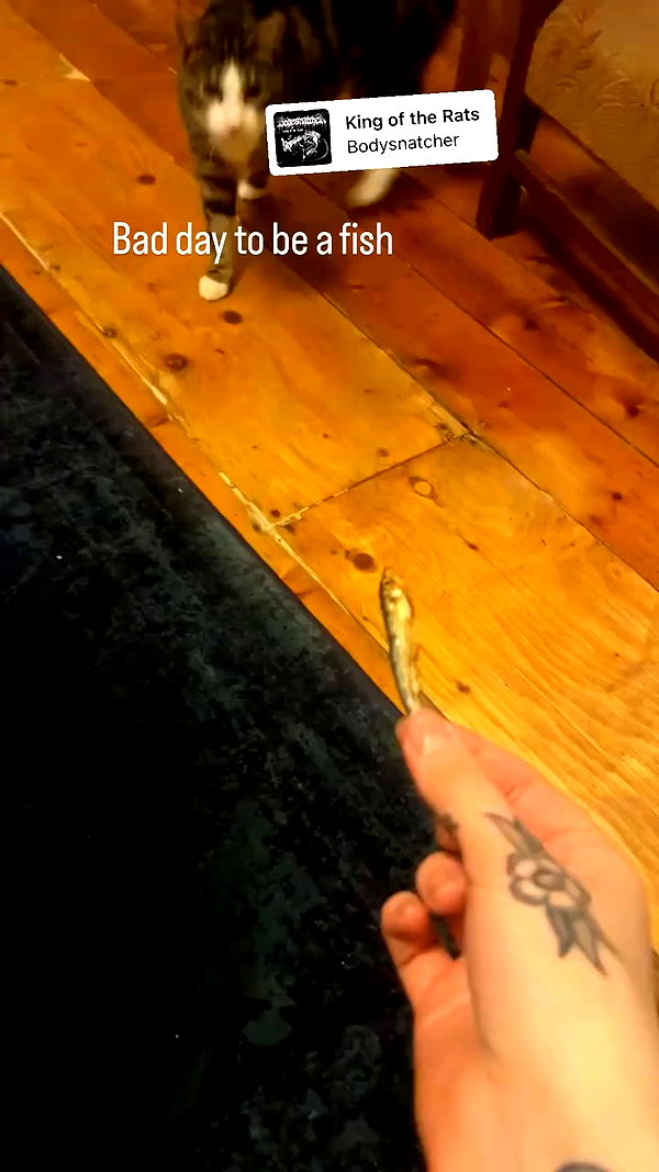 jahia_brown archive video preview