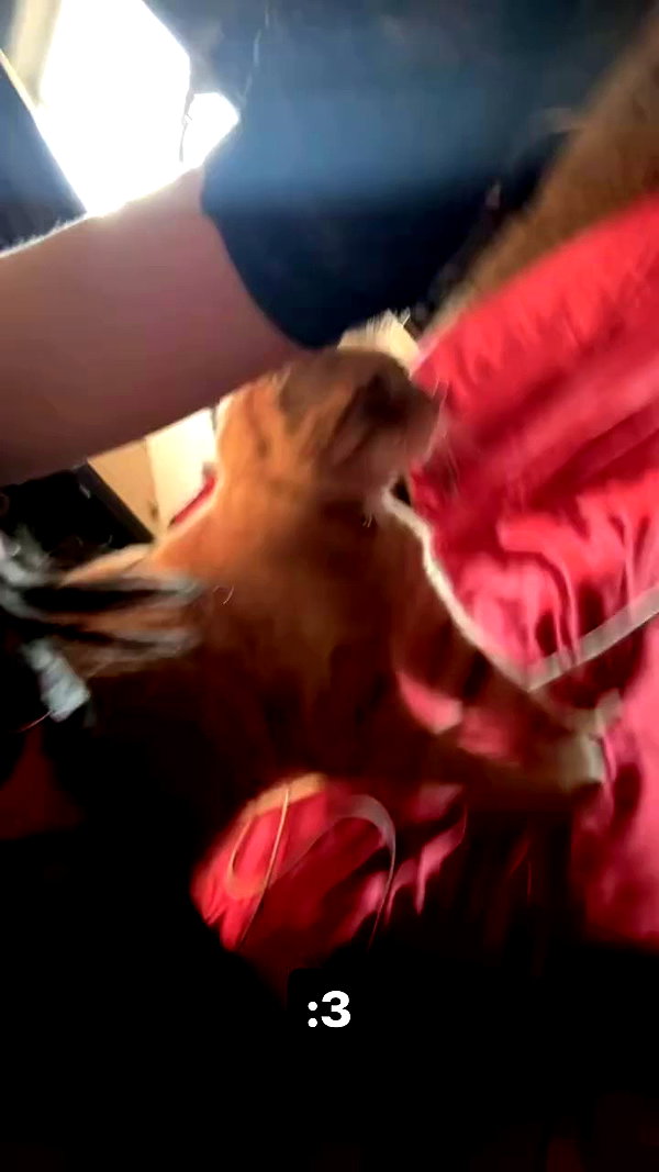 butter.on.a.poptart69 archive video preview