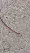 babynympho_archive Altpins Profile Picture