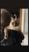 lissi77 Altpins Profile Picture