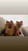 babynympho_archive Altpins Profile Picture