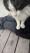 dante_yangpa Altpins Profile Picture