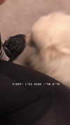 romy_ayalla_lavi Altpins Profile Picture