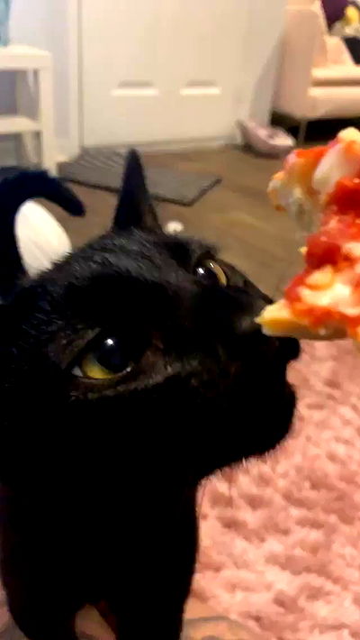 suikomuu suikomuu archive video