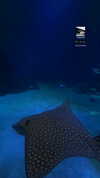 aviyabrami_ Altpins Profile Picture