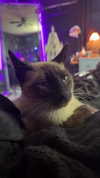 sweetmuffinnss Altpins Profile Picture